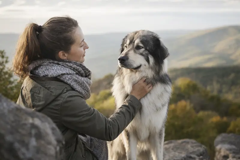Rumaenischer Karpatenschaeferhund in aufmerksamer, natürlicher Haltung vor hellem neutralem Hintergrund.