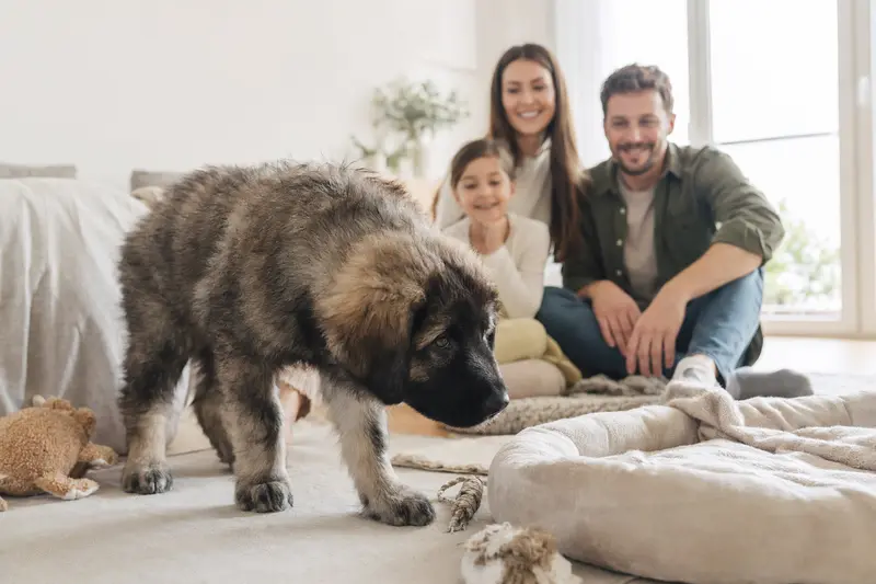Ein neugieriger Rumaenischer Karpatenschaeferhund Welpe erkundet seine neue, liebevolle Umgebung.