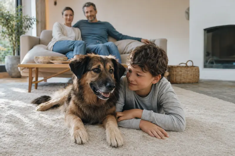 Ein Rumänischer Schäferhund liegt entspannt neben einem Kind im hellen Wohnzimmer, während die Eltern im Hintergrund zu sehen sind.