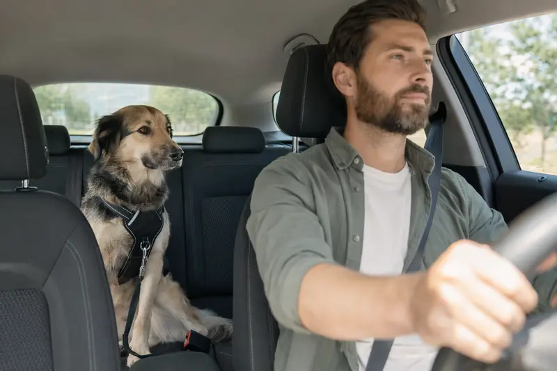 Rumänischer Schäferhund sitzt sicher angeschnallt auf der Rückbank eines Autos, während der Besitzer ruhig fährt und Sonnenlicht durch das Fenster fällt.