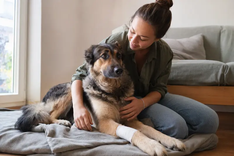 Rumänischer Schäferhund mit leichtem Verband an der Pfote liegt ruhig auf einer Decke, während sein Besitzer erleichtert neben ihm sitzt.