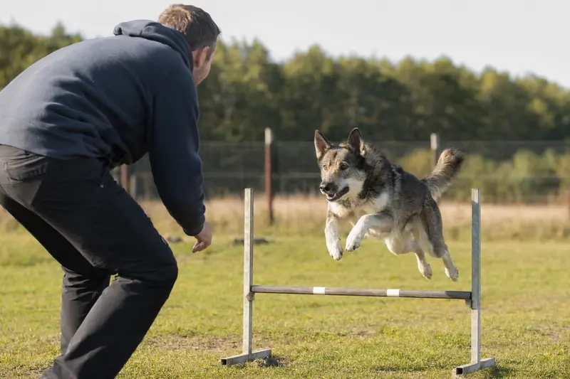 Russisch-Europäischer Laika beim Hundetraining über eine kleine Hürde auf dem Hundeplatz mit seinem Besitzer.