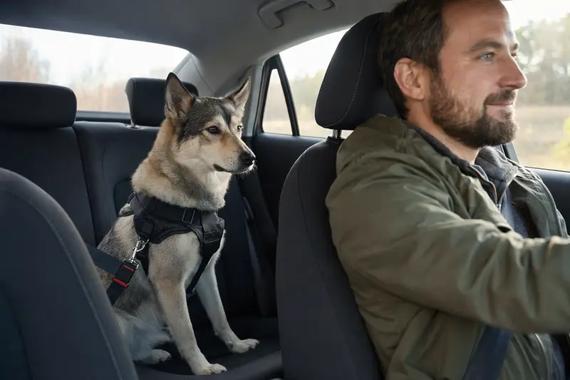 Ein sicher angeschnallter Russisch-Europäischer Laika Hund auf der Rückbank eines Autos, während die Sonne durch das Fenster scheint.