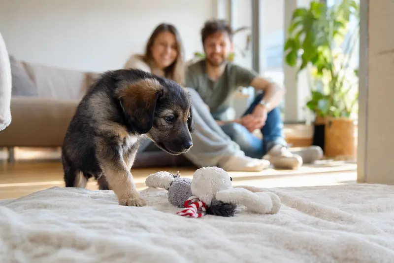 Ein junger Russische Bracke Welpe entdeckt neugierig sein neues Zuhause auf einer weichen Decke zwischen Spielzeug und seiner Familie im Hintergrund.