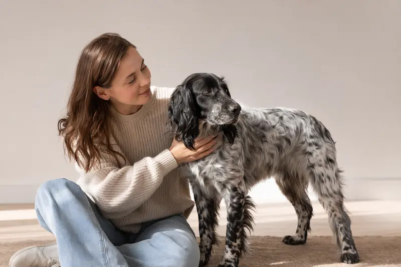 Ein aufmerksamer Russischer Jagdspaniel steht in natürlicher Haltung vor hellem Hintergrund und zeigt sein typisches Fell und seine kompakte Körperform.