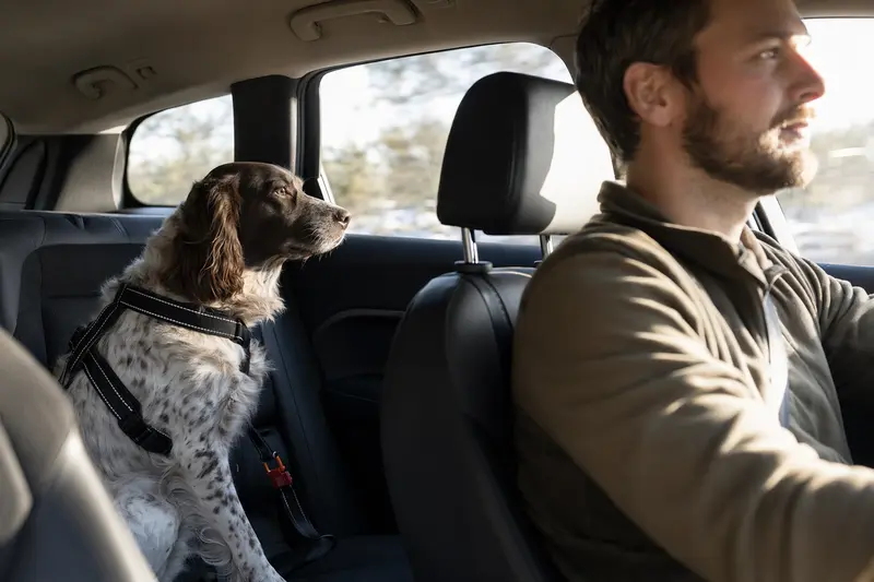 Ein Russischer Jagdspaniel sitzt sicher angeschnallt auf der Rückbank eines Autos und zeigt verantwortungsvollen Hundetransport.