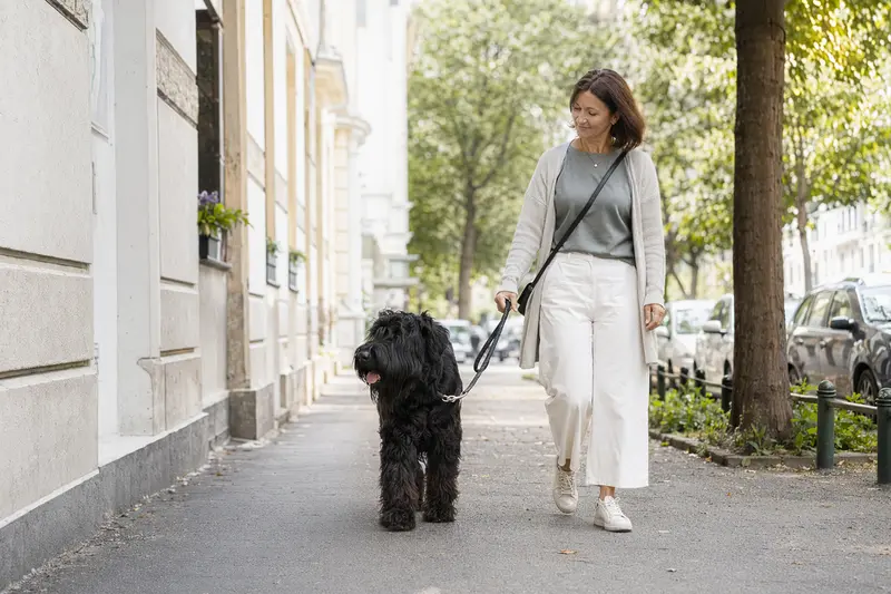 Ein Russischer Terrier läuft angeleint mit seinem Besitzer durch eine moderne Stadtstraße.