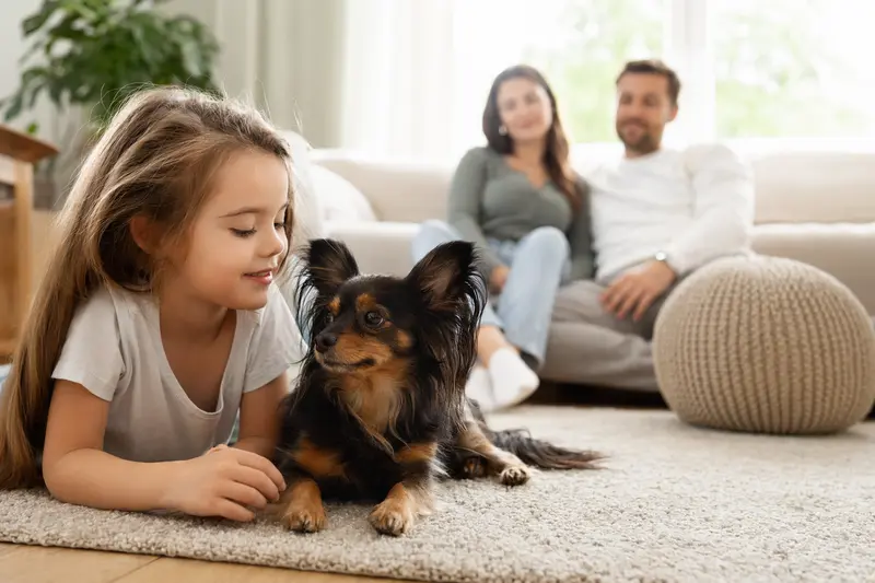 Ein russischer Toy Hund liegt entspannt neben einem Kind im Wohnzimmer, während die Eltern im Hintergrund eine sichere Familienatmosphäre schaffen.