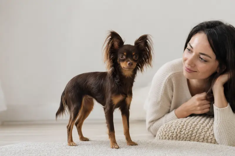 Ein aufmerksamer Russischer Toy Hund steht in natürlicher Haltung vor hellem Hintergrund und zeigt die typische elegante Körperform der Rasse.