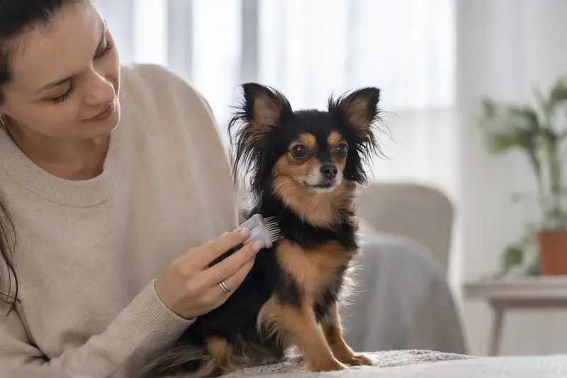 Ein Russischer Toy Hund wird in einer hellen Wohnung sanft gebürstet, während sein Besitzer die Fellpflege liebevoll übernimmt.