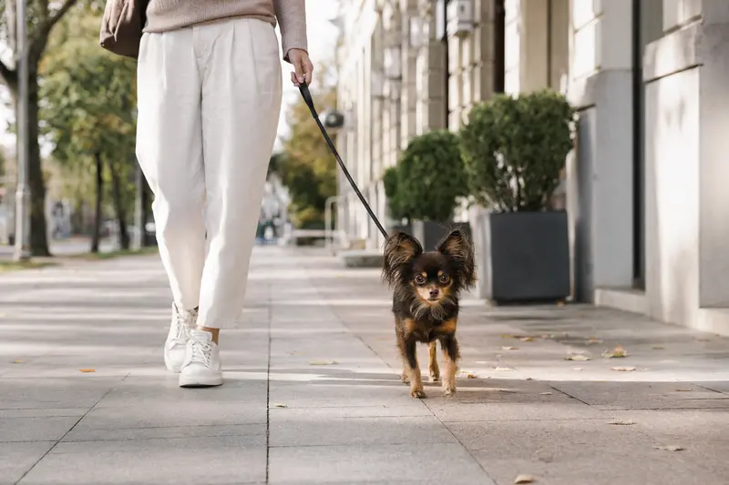 Ein Russischer Toy Hund läuft an der Leine mit seinem Besitzer durch eine moderne Stadtstraße.