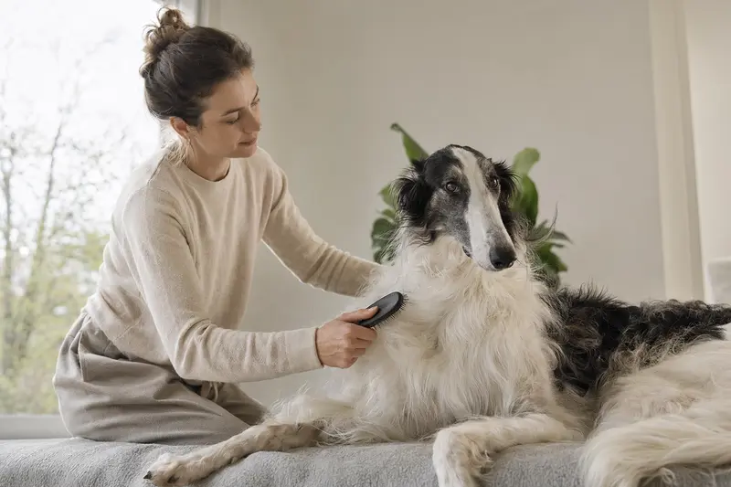 Ein Russischer Windhund wird zuhause sanft gebürstet, während sich der Besitzer liebevoll um die Fellpflege kümmert.