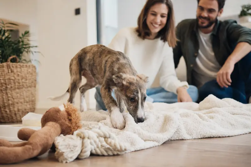 Junger Russischer Windhund Welpe erkundet neugierig sein neues Zuhause auf einer weichen Decke mit Spielzeug.