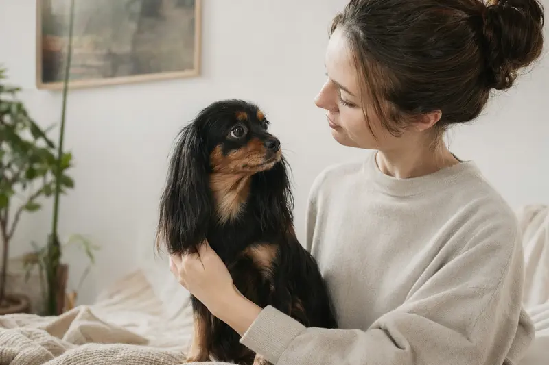 Ein russischer Zwergspaniel steht aufmerksam vor hellem Hintergrund in natürlicher Haltung und als realistisches Tierportrait.