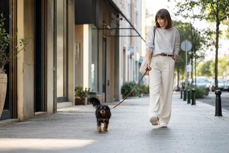 Ein Russischer Zwergspaniel läuft an der Leine mit seinem Besitzer durch eine moderne Stadtstraße.