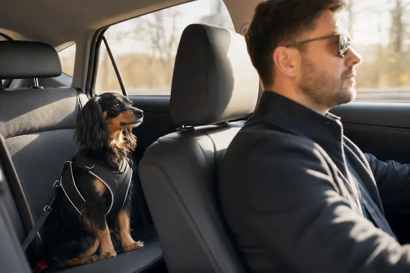 Ein Russischer Zwergspaniel sitzt sicher angeschnallt auf der Rückbank eines Autos, während der Besitzer ruhig fährt und Sonnenlicht durch das Fenster fällt.