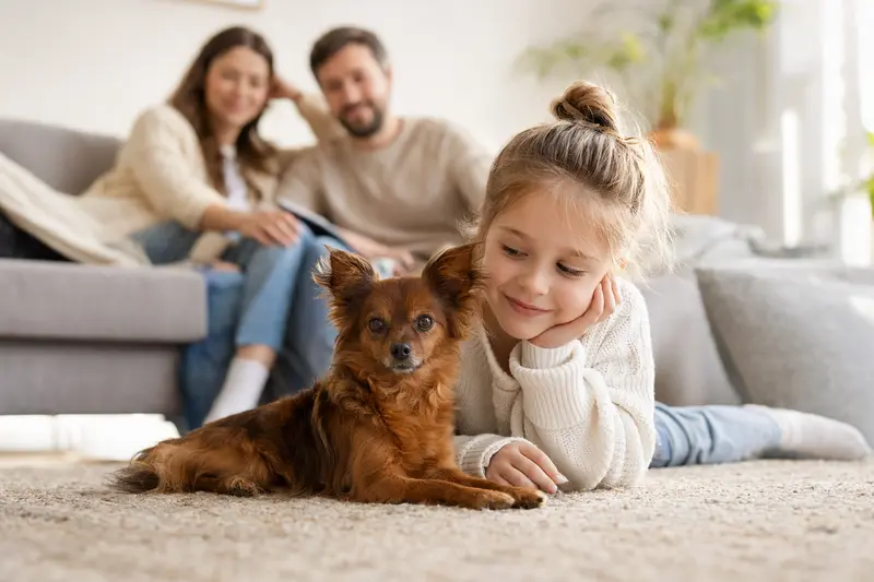 Ein Russkiy Toy Hund liegt entspannt neben einem Kind im Wohnzimmer, während die Eltern im Hintergrund zu sehen sind, was eine sichere und vertraute Familienatmosphäre vermittelt.