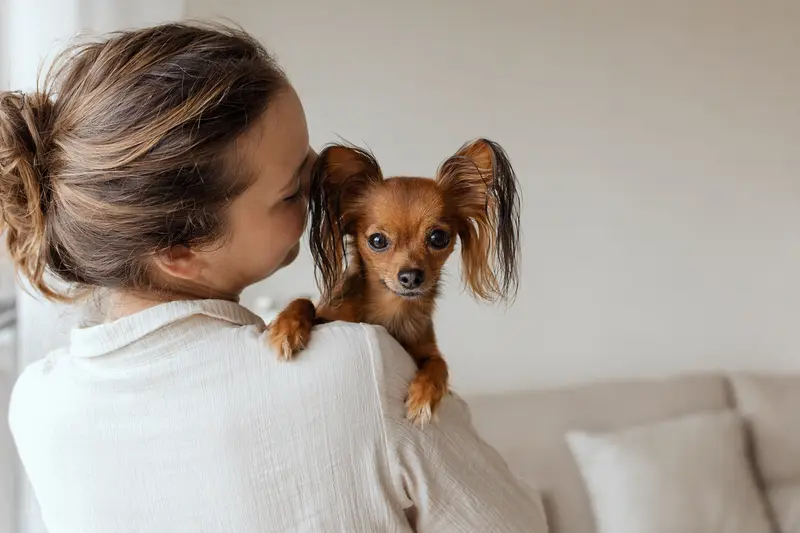 Aufmerksamer Russkiy Toy Hund in natürlicher Haltung vor hellem neutralem Hintergrund.