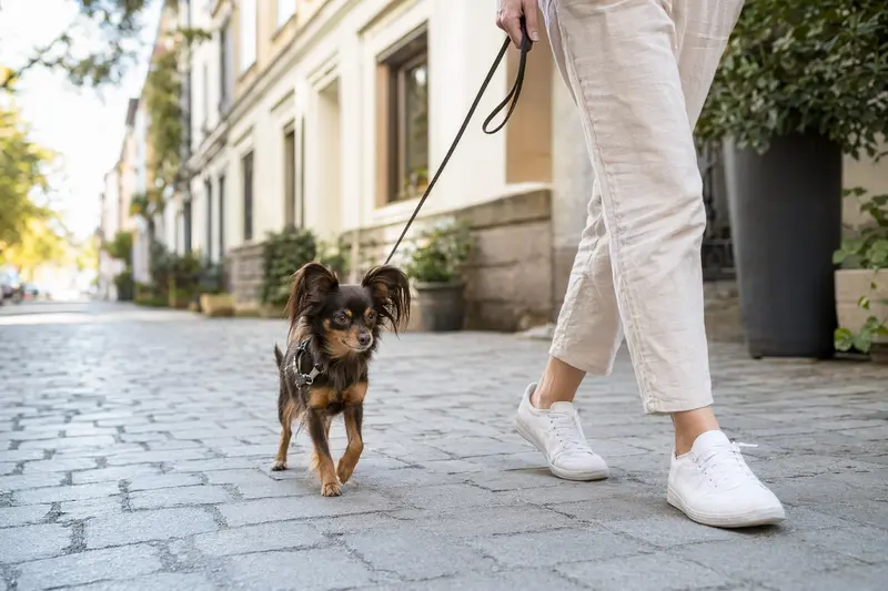 Ein Russkiy Toy Hund läuft an der Leine mit seinem Besitzer durch eine moderne Stadtstraße.