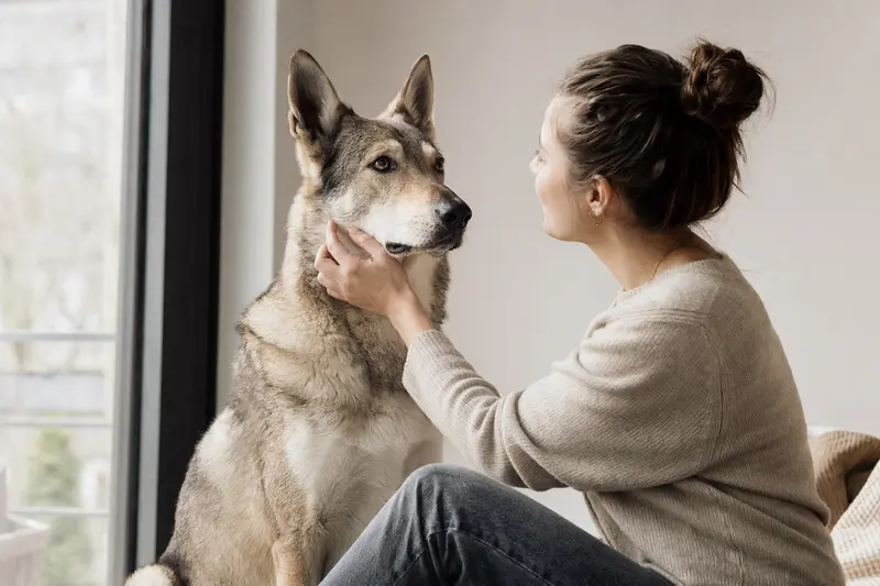 Saarlooswolfhund in natürlicher Haltung vor hellem Hintergrund, als realistisches Hundeportrait mit feinen Fellstrukturen.