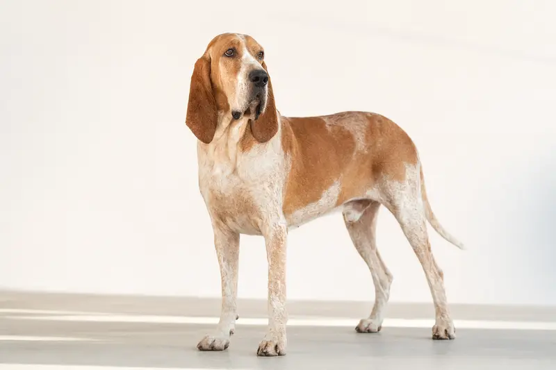 Sabueso Espanol Hund in aufmerksamer Haltung vor hellem neutralem Hintergrund als professionelles Tierportrait.