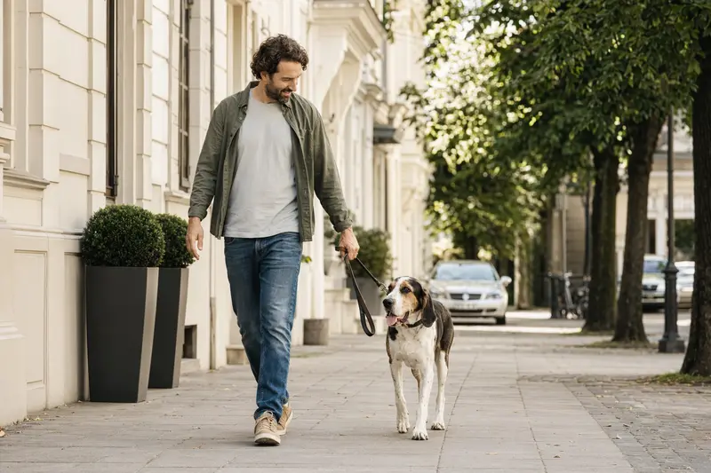 Sabueso Espanol läuft entspannt an der Leine mit seinem Besitzer durch eine moderne Stadtstraße.