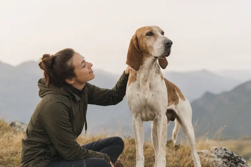 Sabueso Polaco Hund in aufmerksamer, natürlicher Haltung vor hellem neutralem Hintergrund als professionelles Hundeportrait.