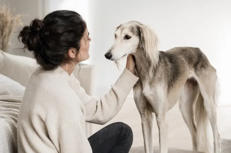 Ein aufmerksamer Saluki Hund steht in natürlicher Haltung vor hellem Hintergrund und zeigt die typische elegante Körperform der Rasse.