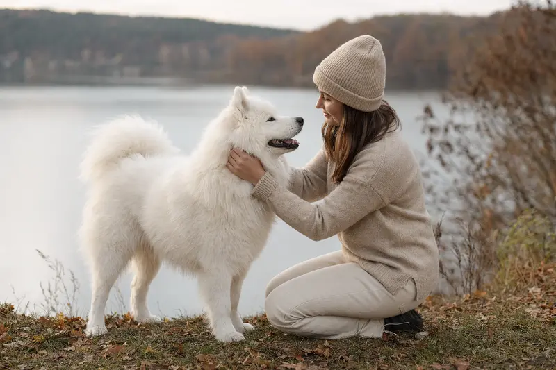 Samojede Hund im professionellen Tierportrait vor hellem Hintergrund mit typischer Fellstruktur und aufmerksamer Haltung.
