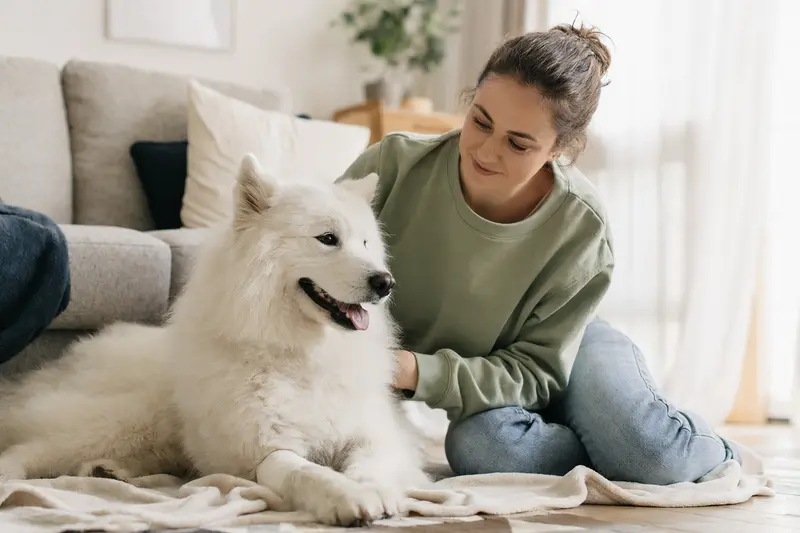 Ein Samojede mit leicht bandagierter Pfote liegt ruhig auf einer Decke, während sein Besitzer neben ihm erleichtert sitzt.