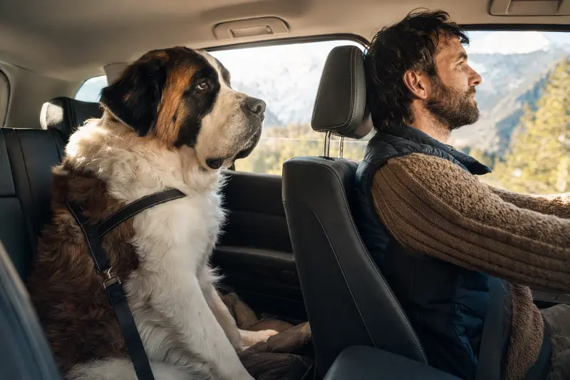 Ein Sankt Bernhardshund sitzt sicher angeschnallt auf der Rückbank eines Autos, während der Besitzer ruhig fährt.