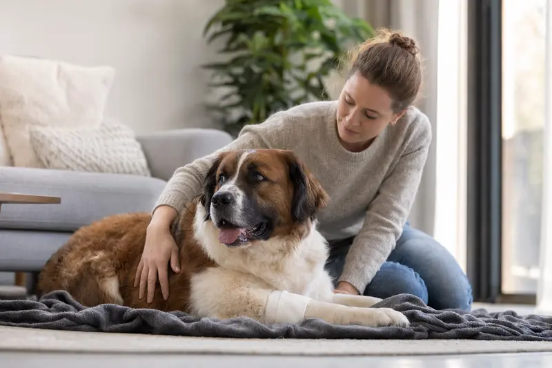 Sankt Bernhardshund mit leicht bandagierter Pfote liegt ruhig auf einer Decke neben seinem erleichterten Besitzer in einer hellen Wohnung.