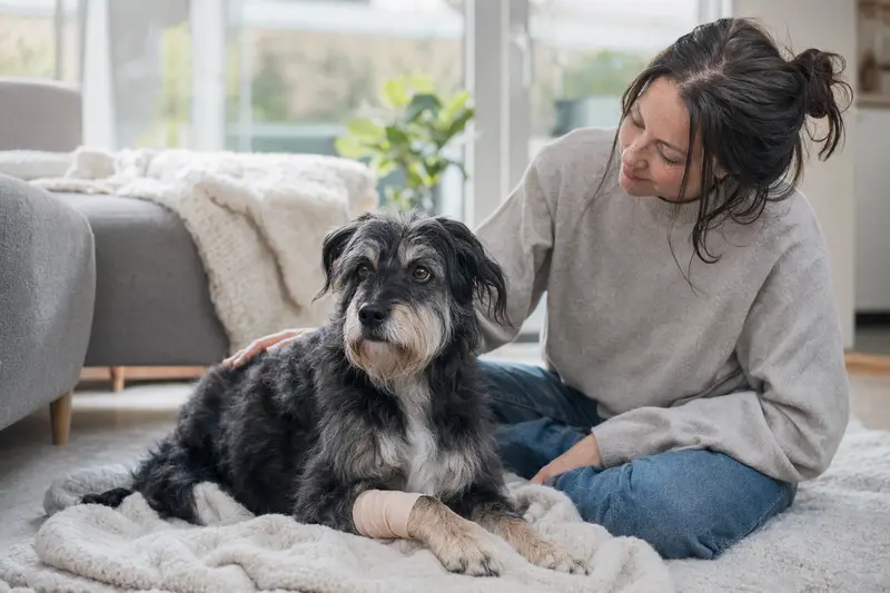 Ein Sanshu Hund mit leicht verbundenem Verband an der Pfote liegt ruhig auf einer Decke neben seinem erleichterten Besitzer in einer hellen Wohnung.