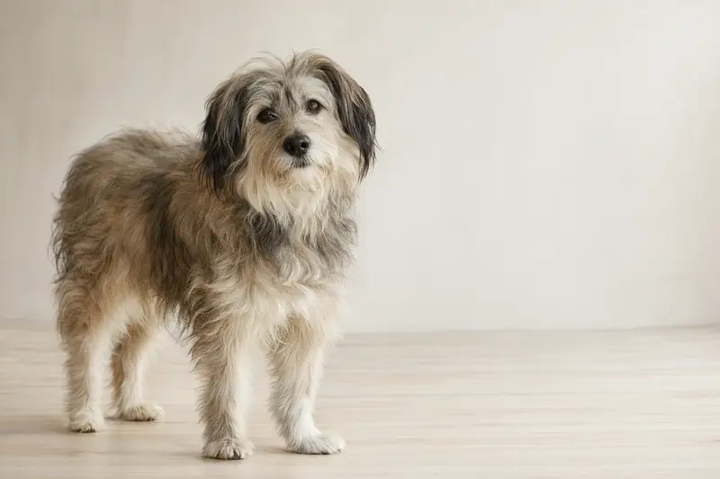 Sapsali Hund in natürlicher Haltung vor hellem Hintergrund als professionelles Tierportrait.