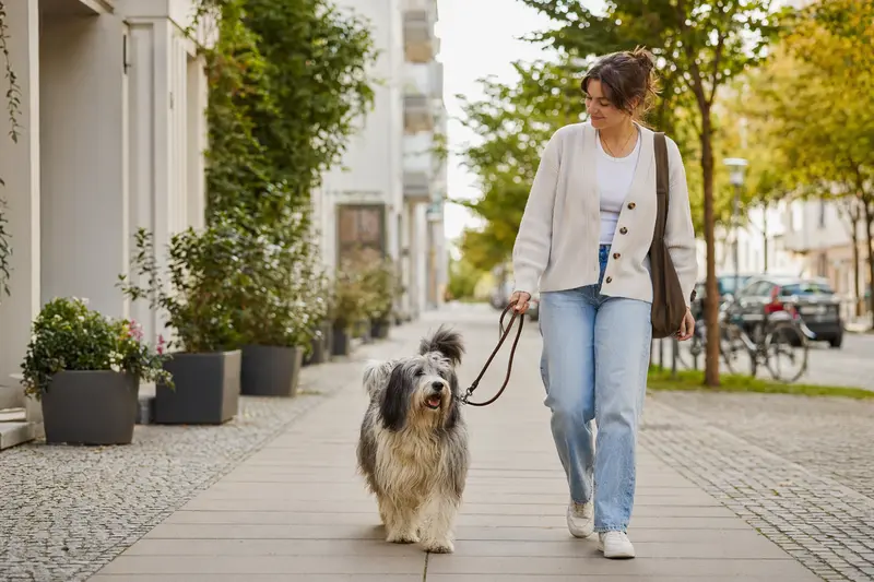 Ein Sapsali Hund läuft an der Leine mit seinem Besitzer durch eine freundliche moderne Stadtstraße.