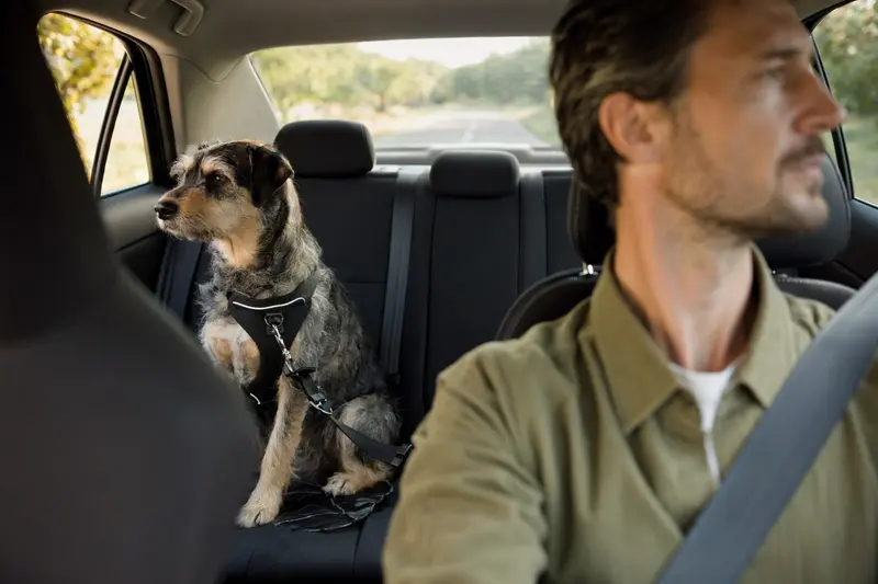 Ein Sapsaree Hund sitzt sicher angeschnallt auf der Rückbank eines Autos, während sein Besitzer ruhig fährt und Sonnenlicht durch das Fenster fällt.