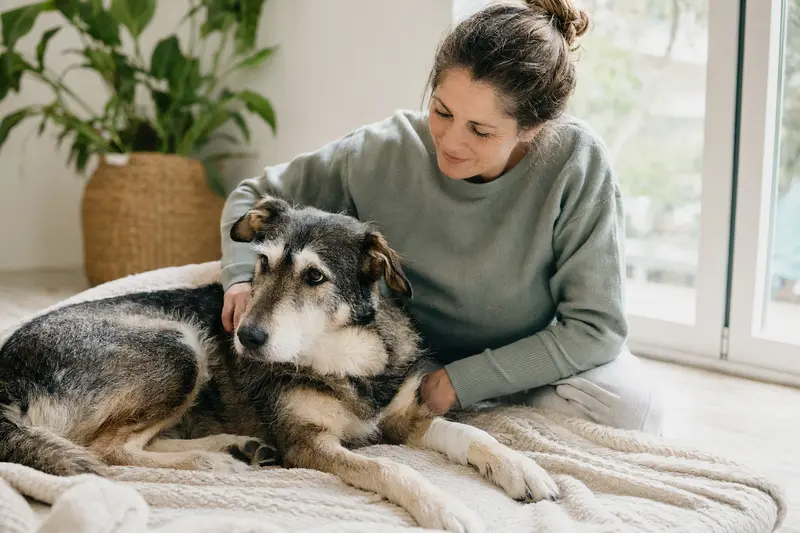 Ein Sapsaree Hund mit leicht verbundenen Pfote liegt ruhig auf einer Decke, während sein Besitzer erleichtert neben ihm sitzt.