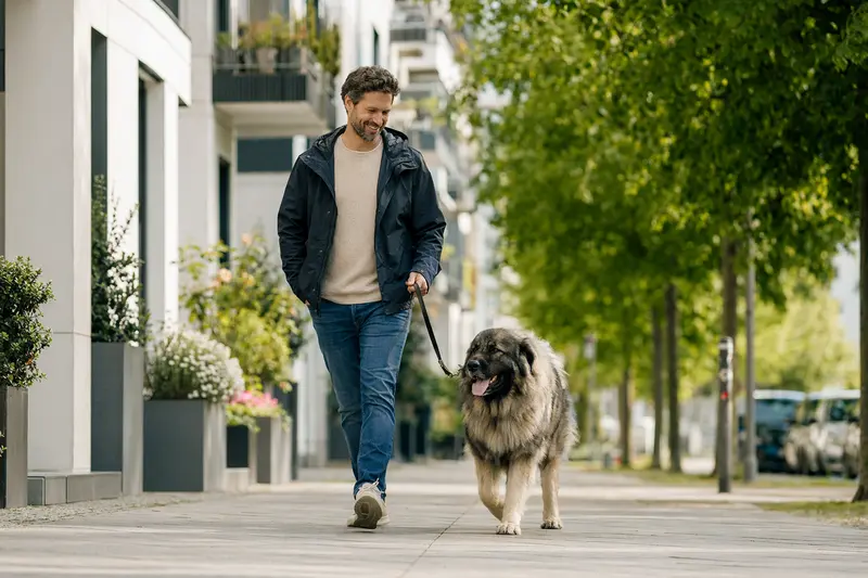 Ein Sarplaninac läuft an der Leine mit seinem Besitzer durch eine freundliche moderne Stadtstraße.