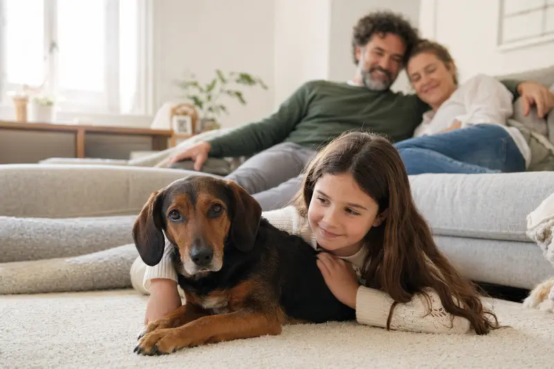 Ein freundlicher Sauerländer Dachsbracke Hund liegt entspannt neben einem Kind im Wohnzimmer, während die Eltern im Hintergrund eine sichere Familienatmosphäre schaffen.