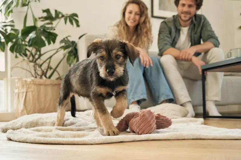 Ein junger Saupacker Welpe entdeckt neugierig sein neues Zuhause mit weicher Decke und Spielzeug, während im Hintergrund seine Familie zu sehen ist.