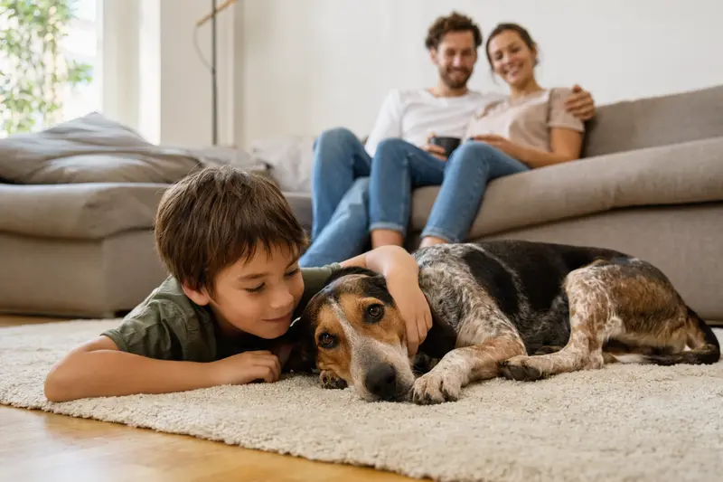 Ein freundlicher Bracke-Hund liegt entspannt neben einem Kind im Wohnzimmer, während die Eltern im Hintergrund eine sichere Familienatmosphäre schaffen.