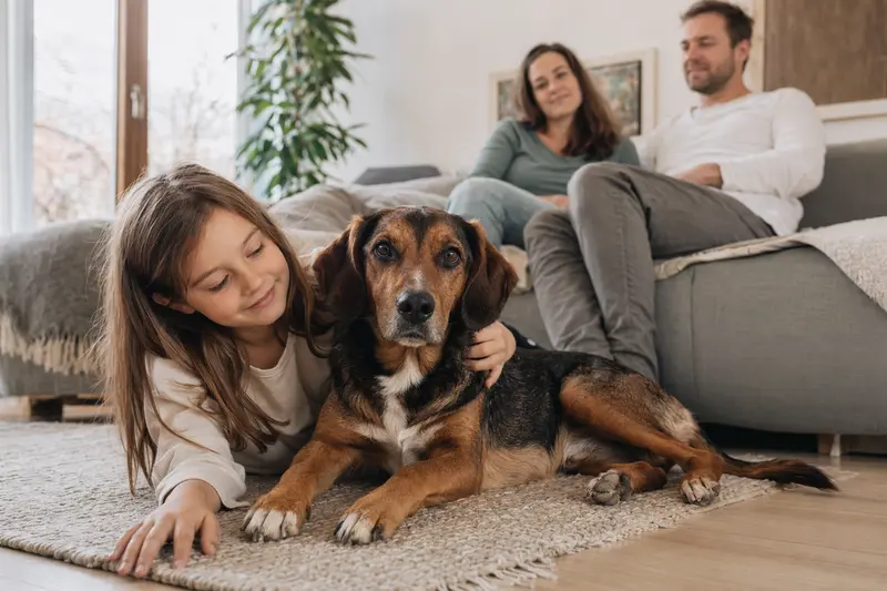 Ein freundlicher Savetal Bracke Hund liegt entspannt neben einem Kind im hellen Wohnzimmer, während die Eltern im Hintergrund eine sichere Familienatmosphäre schaffen.