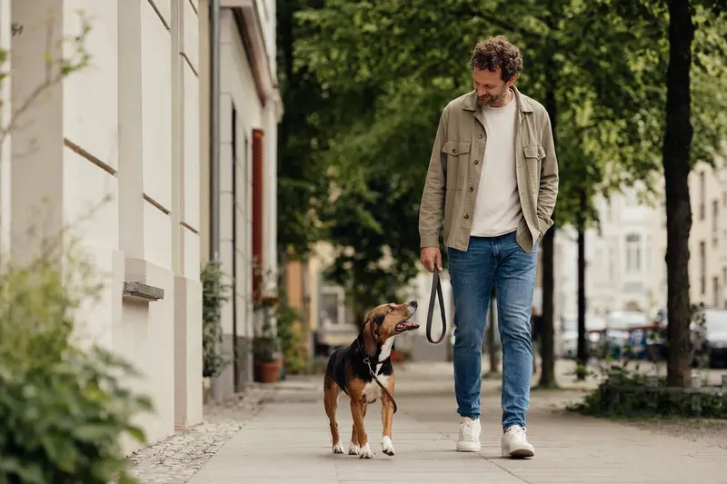 Ein Savetal Bracke läuft an der Leine mit seinem Besitzer durch eine freundliche moderne Stadtstraße.