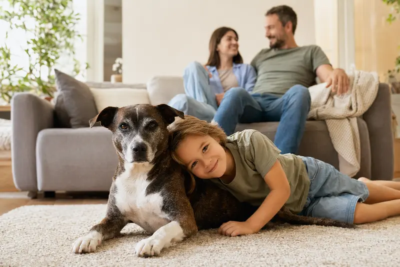 Ein freundlicher SBT Hund liegt entspannt neben einem Kind im hellen Wohnzimmer und vermittelt eine sichere Familienatmosphäre.