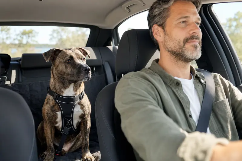 Ein sicher angeschnallter SBT Hund sitzt auf der Rückbank eines Autos, während sein Besitzer ruhig fährt und Sonnenlicht durch das Fenster fällt.