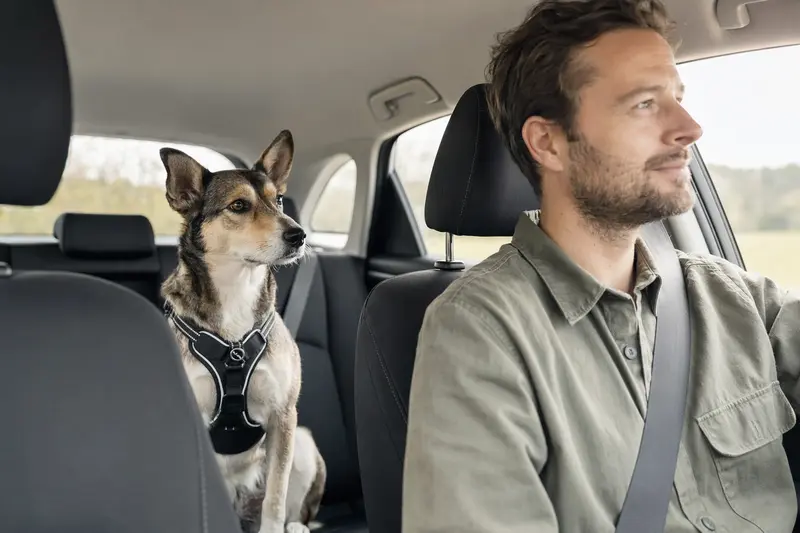Ein Scandinavian Hound sitzt sicher angeschnallt auf der Rückbank eines Autos, während der Besitzer ruhig fährt.