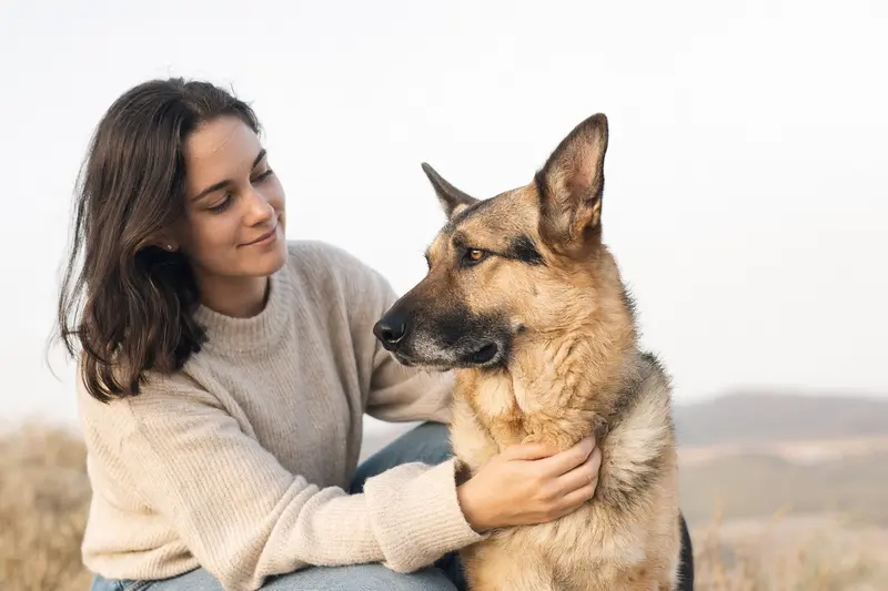 Aufmerksam stehender Schäferhund im professionellen Porträt vor hellem Hintergrund, passend zum Thema Hundegesundheit und Versicherung.