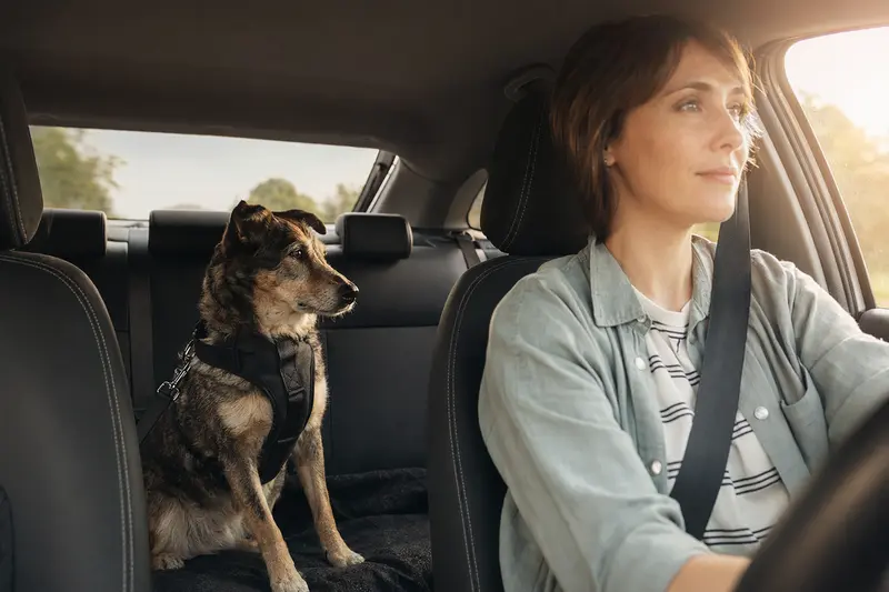 Ein Schäferhund sitzt sicher angeschnallt auf der Rückbank eines Autos, während der Besitzer ruhig fährt.