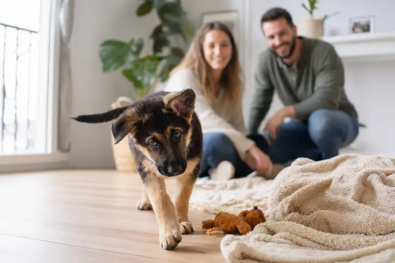 Junger Schäferhund Welpe erkundet neugierig sein neues Zuhause auf einer weichen Decke mit Spielzeug in einer hellen Wohnung.