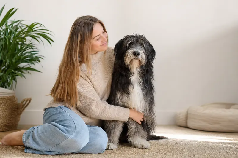 Schafpudel (Altdeutscher Hütehund) steht aufmerksam in natürlicher Haltung vor hellem Hintergrund.
